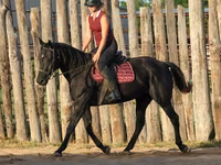 घोड़ी, Quarter Horse — फ़ोटो 5