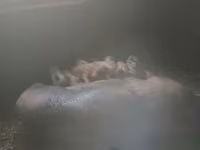 नर सूअर, Дюрок — फ़ोटो 2