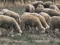 Schaf, Ile-de-France sheep — Foto 4