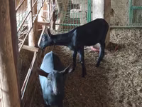 बकरी, Alpine goat — फ़ोटो 2