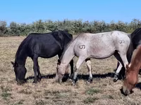 Stute, Kazakh horse — Foto 1
