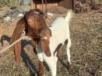Ziege, Kamori goats — Foto 1