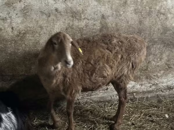 Sheep, Sheep