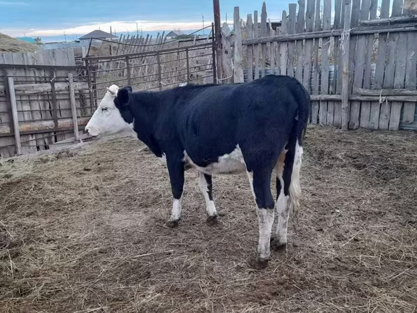 Vaca, Russian Black pied cattle