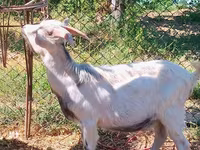 Goats (batch, sex not specified), Goats — photo 8