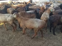 Carnero, Edilbay sheep — foto 2