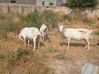 Cabra, Saanen goat — foto 6