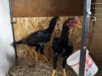 Chickens — photo 8