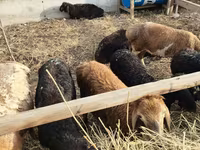 母羊, Sheep — 照片 4