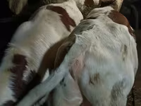 Bulle, Simmental cattle — Foto 8