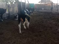 Bull, Russian Black pied cattle — photo 3