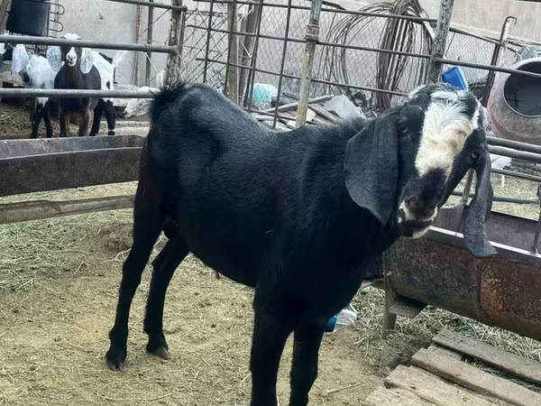 Billy Goat, Nubian Goat
