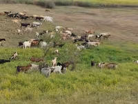 عنزة, الماعز — الصورة 1
