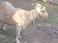 Ziege, Dutch Landrace goats — Foto 5