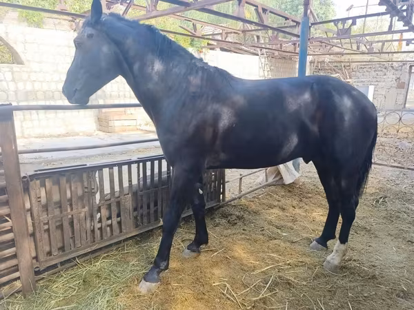 Caballo, Friesian sport horse