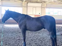حصان, Budyonny horse — الصورة 2