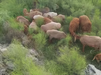 Widder, Arashan sheep — Foto 1