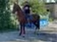 Caballo, Arabian horse — foto 4