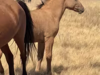 حصان, Kazakh horse — الصورة 1