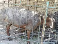 Ovejas (lote, sexo no especificado), Ovejas — foto 5