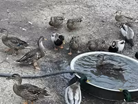 Ducks — Foto 3