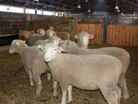 公羊, Dorset horn sheep — 照片 2