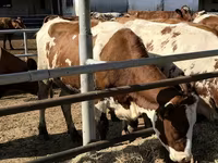 母牛, Holstein breed — 照片 3
