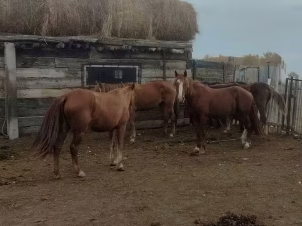 Hengst, Pferde