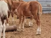 Caballo, Caballos — foto 2