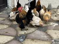 Chickens — 照片 1