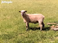 Carnero, Shroshire sheep — foto 4