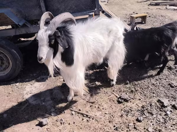 عنزة, Angora goats