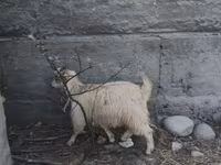 تيس, الماعز — الصورة 2