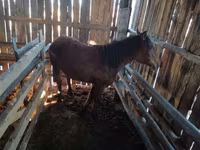 Caballo, Caballos — foto 3