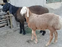 Widder, Arashan sheep — Foto 3