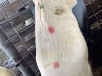 Schaf, Krasnoyarsk sheep — Foto 5
