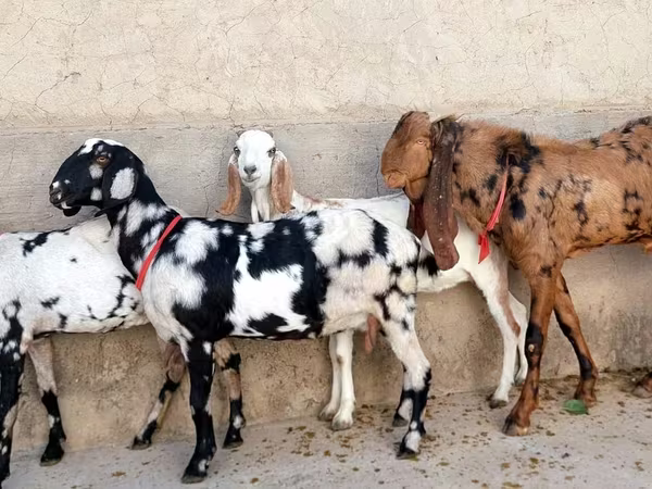 Cabra, Cabras