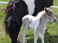 فرس, Miniature horse — الصورة 6
