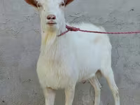 Cabro, Dutch Landrace goats — foto 3