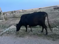 بقرة, الماشية — الصورة 5