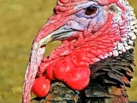 Turkeys — Foto 1