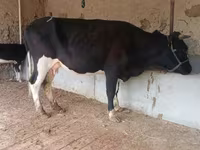 بقرة, Latvian Blue cattle — الصورة 8