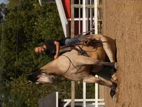 公马, Horses — 照片 7