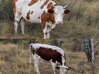 गाय, Simmental cattle — फ़ोटो 1