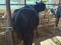 Cow, Latvian Blue cattle — photo 5