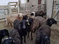 Schaf, Schafe — Foto 6