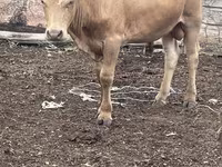 Bull, Simmental cattle — photo 4