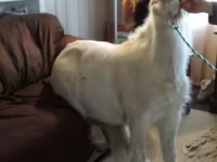 Mare, Miniature horse — photo 7