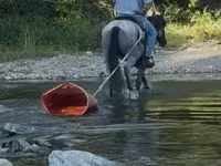Caballo, Quarter Horse — foto 5