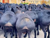 Ram, Baerchuke sheep — photo 2